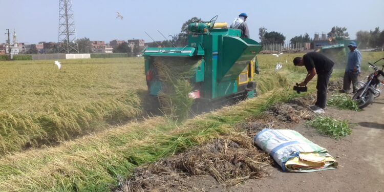 محصول الأرز .. زراعة الشرقية تتابع حصاد 226 ألف فدان وجني القطن 1 محصول الأرز