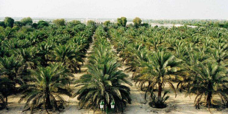 زراعة النخيل.. 37 صنفًا جديدًا و250 مليون دولار مكاسب اقتصادية مُتوقعة 1 زراعة النخيل