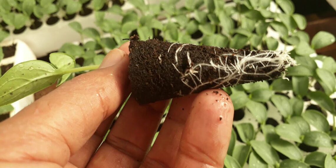 شتلات الخيار