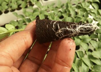 شتلات الخيار