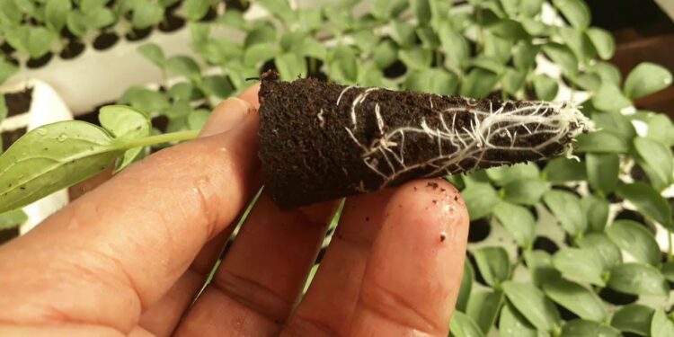 شتلات الخيار.. قواعد الزراعة الـ"6" ومزايا فترة "التصويم" داخل الصوب 1 شتلات الخيار