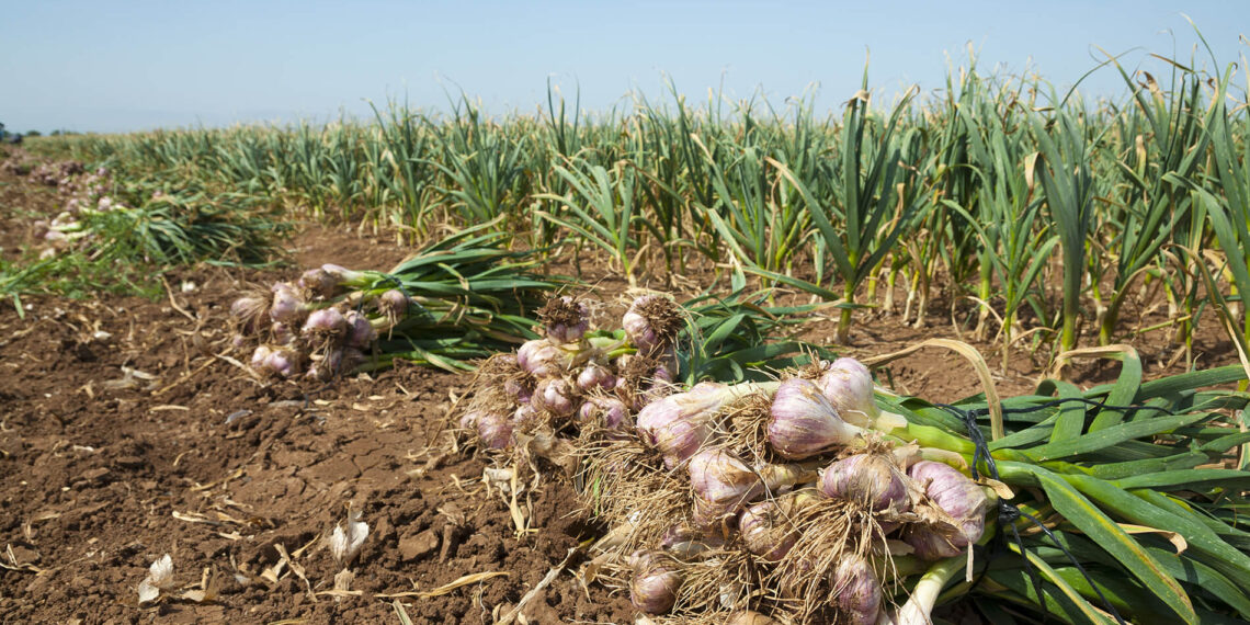 فطام الثوم.. أخر مُعاملة ري "قبل الحصاد" ودرجات الملوحة المسموحة للزراعة 1 فطام الثوم