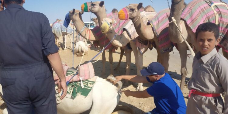 قافلة بيطرية مجانية لـ معهد التناسليات بشمال سيناء 1 قافلة بيطرية مجانية