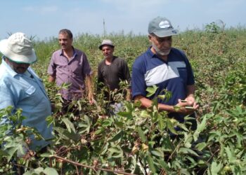 محصول القطن