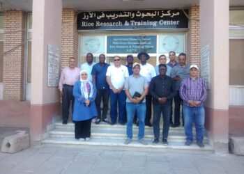 برنامج الأرز