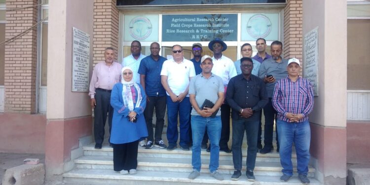 برنامج الأرز