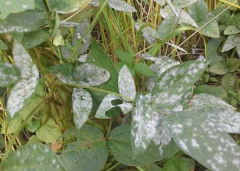 مكافحة الأمراض النباتية