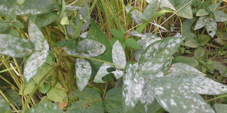 مكافحة الأمراض النباتية.. ركائز النجاح الـ4 وقواعد اختيار المبيد الأمثل 1 مكافحة الأمراض النباتية