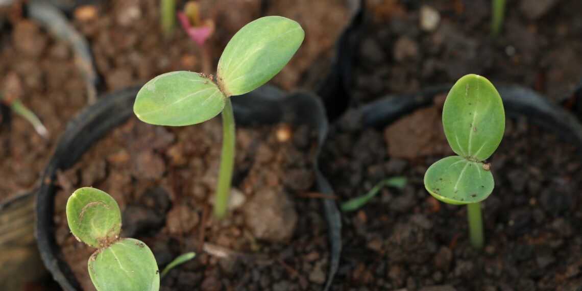 منظمات النمو