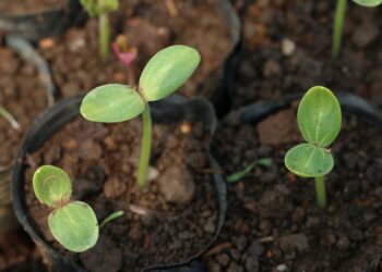 منظمات النمو