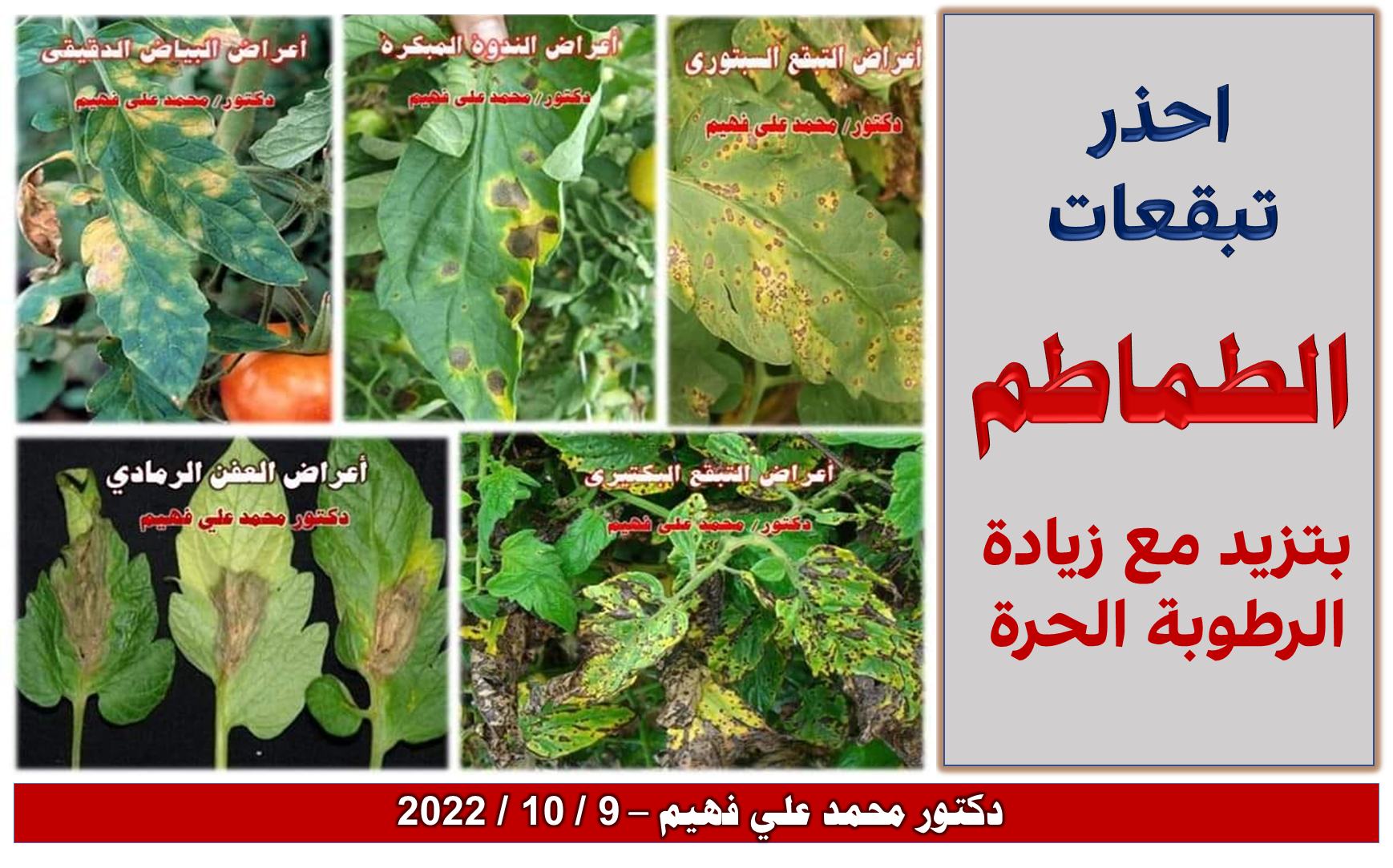 أهم الإجراءات الوقائية والمكافحة ضد أمراض الطماطم 12 الطماطم