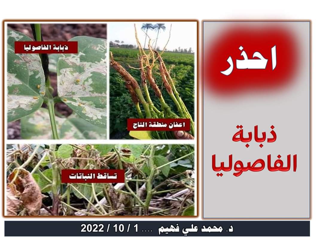 ذبابة الفاصوليا.. مستشار وزير الزراعة يضع برنامج المكافحة المتكاملة 12 ذبابة الفاصوليا