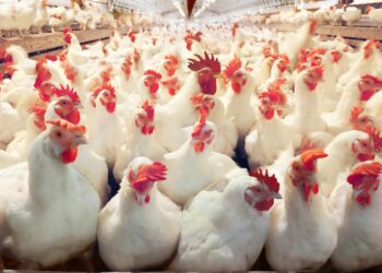 أزمة الدواجن