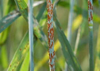 أصداء القمح