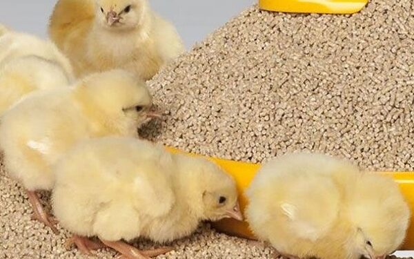 تربية الدواجن.. أهم الاحتياطات الواجب مراعتها عند التغذية 1 الدواجن