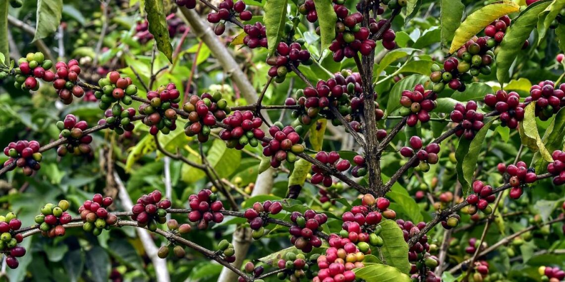 باحث يوضح إمكانية زراعة محصول البن في مصر 1 محصول البن