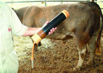 التلقيح الاصطناعي