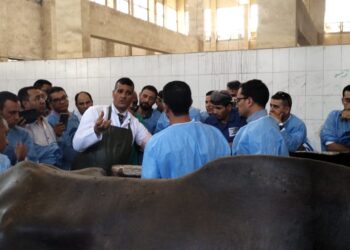 التناسليات الحيوانية