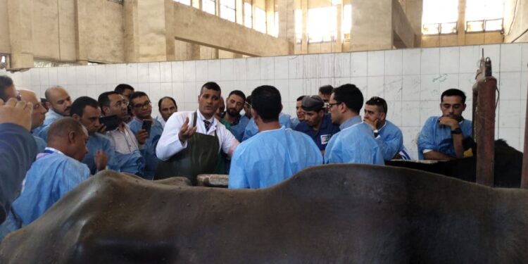 التناسليات الحيوانية ينظم دورة تدريبية لوفد من الدول العربية بغرض تحسين السلالات 1 التناسليات الحيوانية