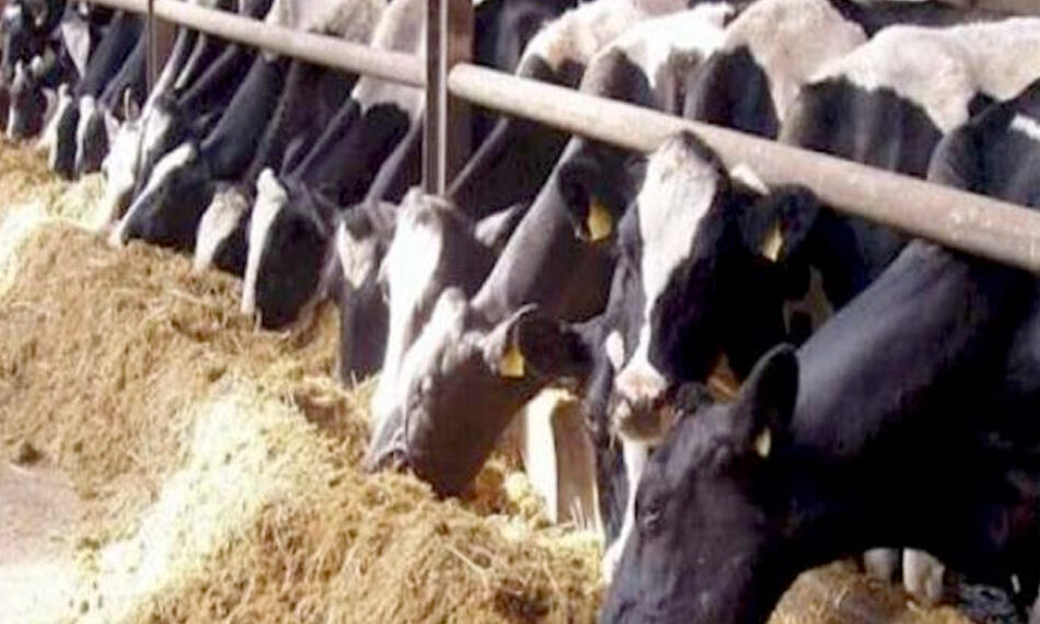 استراتيجية تنمية الثروة الحيوانية في مصر 1 الثروة الحيوانية