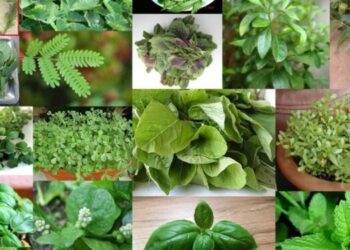 الحبوب العطرية