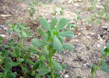 الحشائش الشتوية