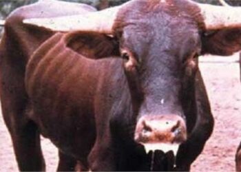 الحمى القلاعية