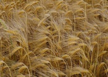 الأراضي المستصلحة