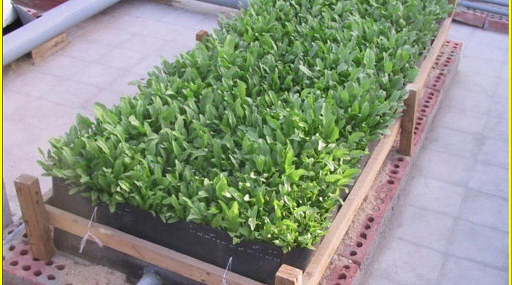 الصوب الزراعية