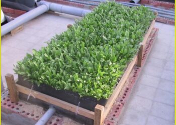 الصوب الزراعية