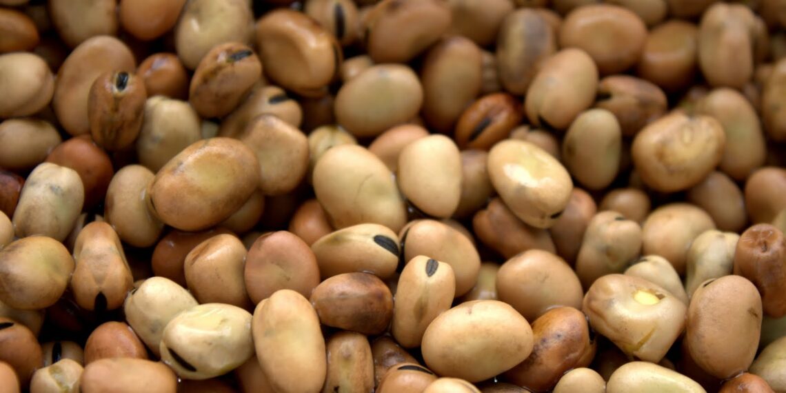 الفول البلدي