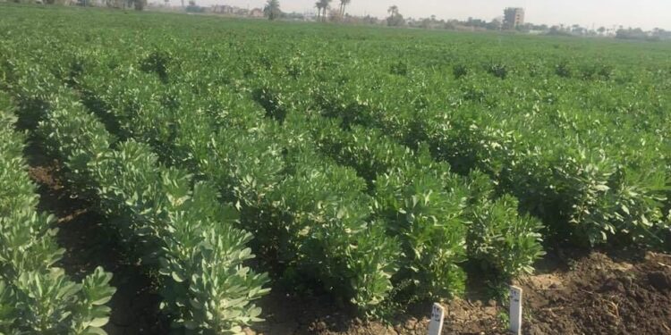 أمراض النباتات يصدر توصيات هامة لمزارعي الفول البلدي لحماية المحصول خلال هذه الفترة 1 الفول