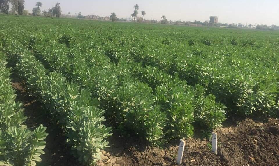 الفول البلدي.. توصيات هامة أثناء تجهيز الأرض للزراعة 1 الفول