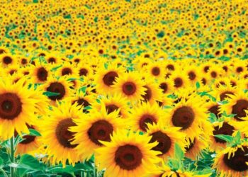 المحاصيل الزيتية