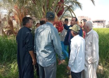 المركزي للنخيل