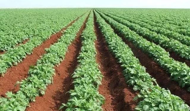 مستشار وزير الزراعة يوجه نصائح هامة للمزارعين خلال شهر "بابه" 1 بابه
