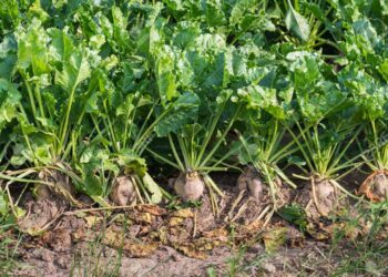 تبقع الأوراق السركسبوري