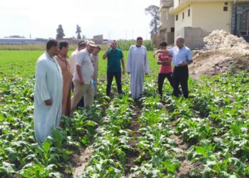 محصول بنجر السكر