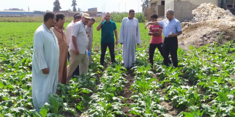 محصول بنجر السكر في ندوة إرشادية بزراعة الشرقية 1 محصول بنجر السكر