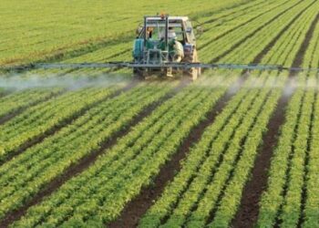 تسميد القمح