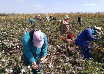 زراعة كفر الشيخ