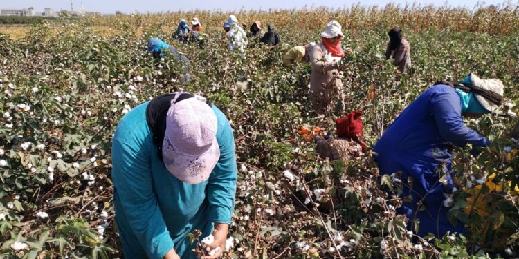 زراعة كفر الشيخ تعلن جني 60 ألف فدان قطن وتحذر من زراعة هذا الصنف من القمح 1 زراعة كفر الشيخ