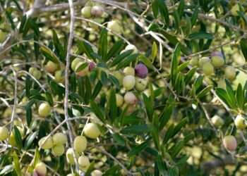 حشائش أشجار الزيتون