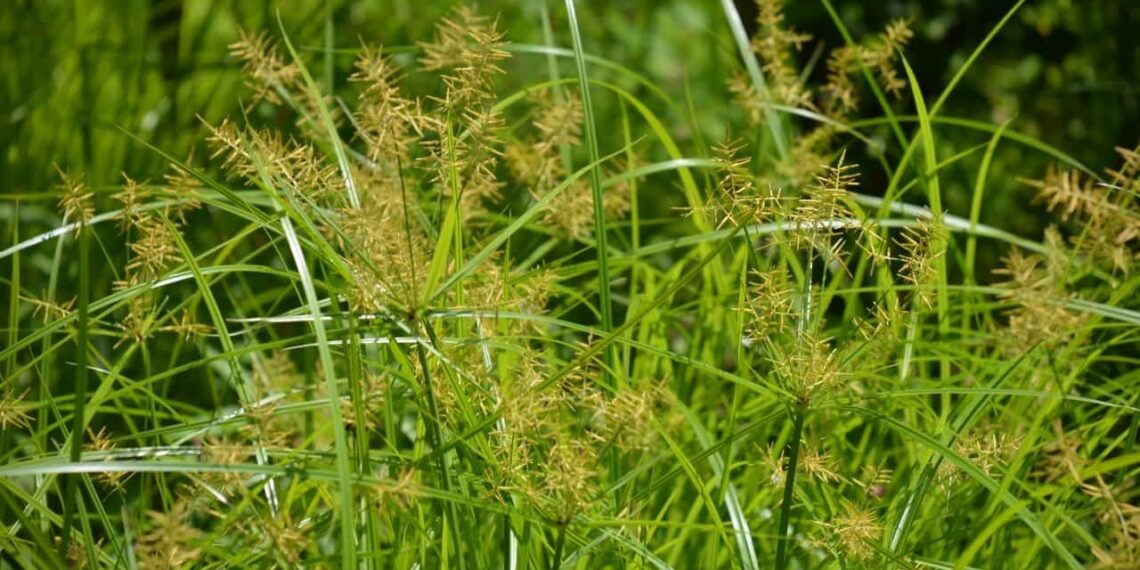 حشائش السعد