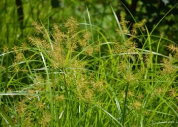 حشائش السعد