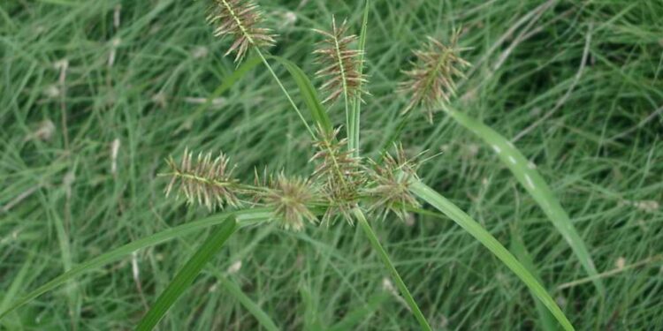 حشائش النجيل.. طُرق المكافحة الصحيحة والمبيدات المُوصى بها 1 حشائش النجيل