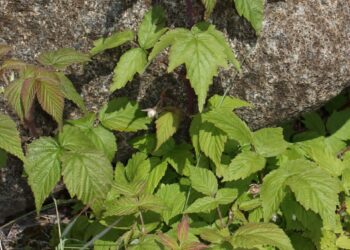 حشائش العليق