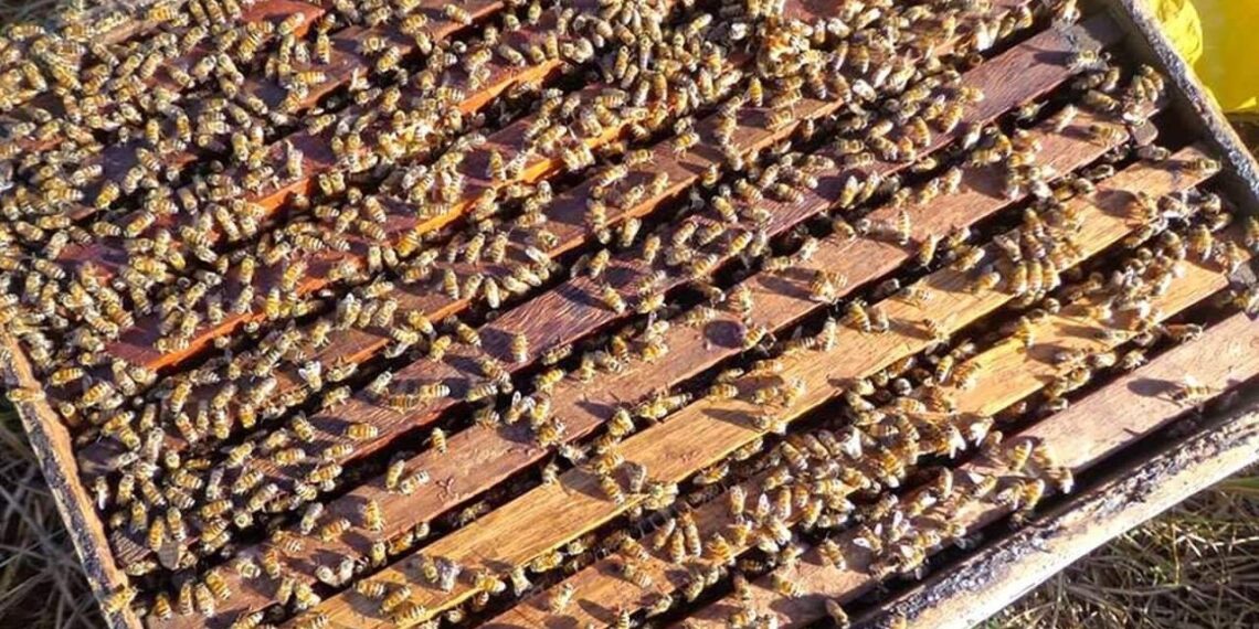 الفاروا.. مظاهر إصابته للنحل وطرق المكافحة الصحيحة 1 النحل