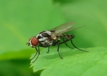 ذبابة الفاصوليا