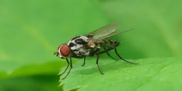 ذبابة الفاصوليا.. مستشار وزير الزراعة يضع برنامج المكافحة المتكاملة 1 ذبابة الفاصوليا